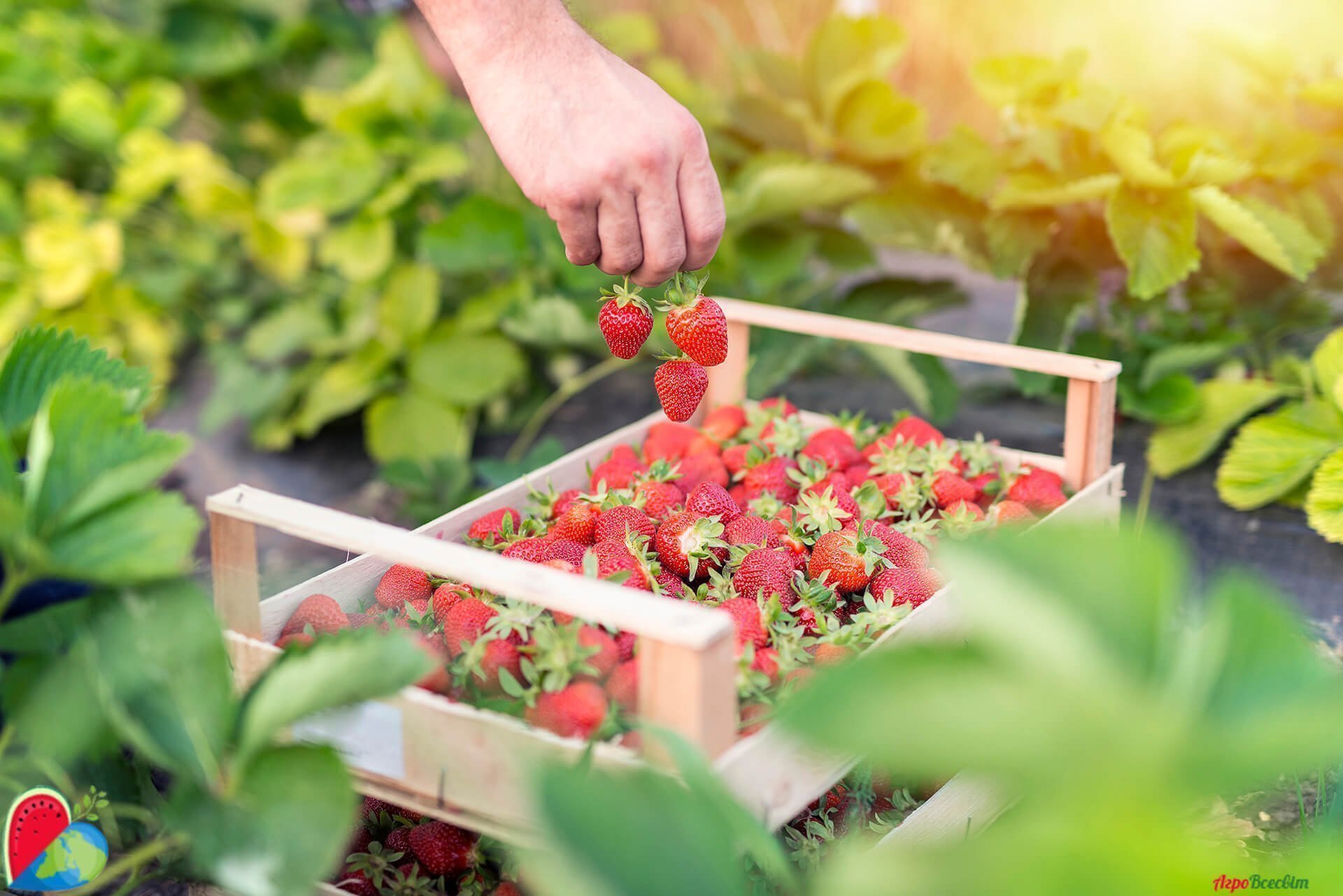 Клубника и земляника 🍓 Их отличия АгроВсесвіт