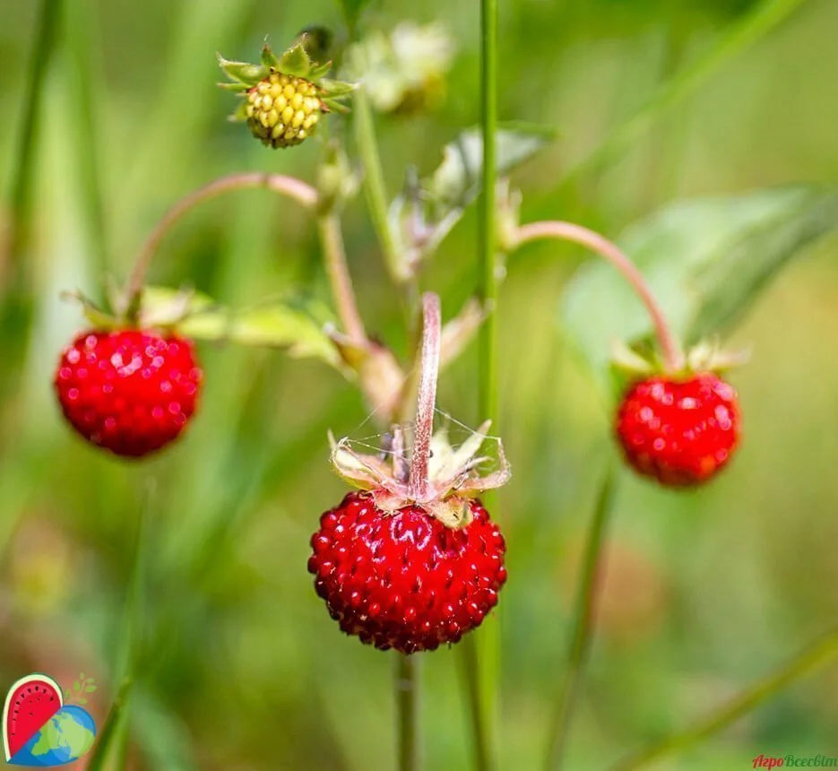 Кизильник блестящий: яркие акценты в ландшафтном дизайне | GreenMarket - Green Market