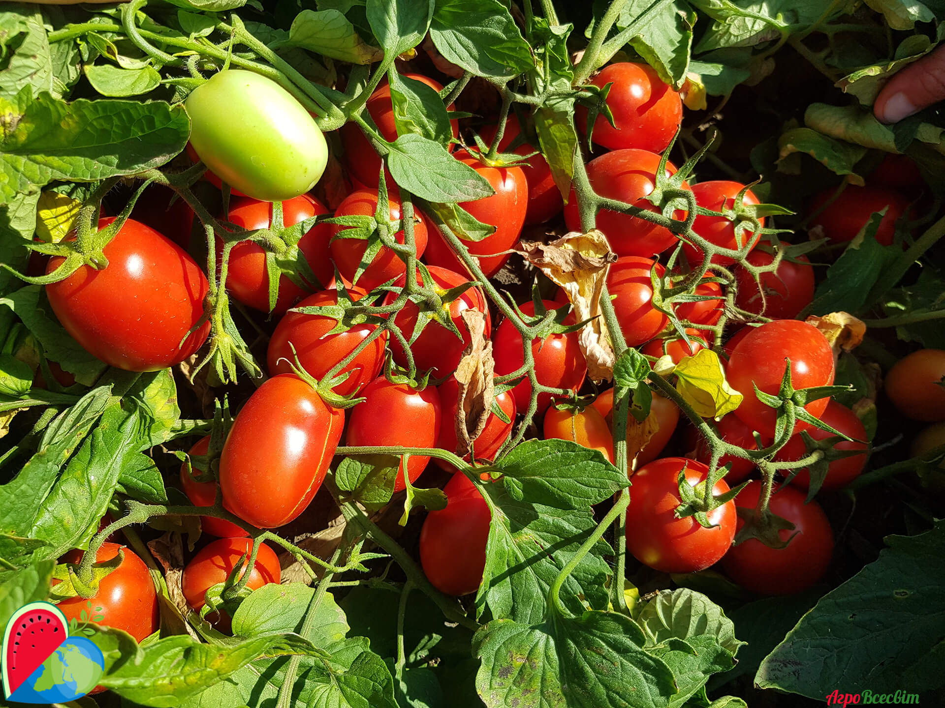 1000 семян томатов. Томат Велоз. Томаты Ривер СИДЗ. Annenfeld f1 томат. Томат рекордсмен.