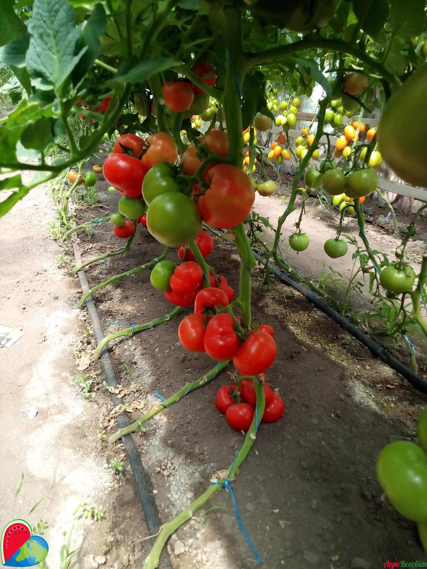 Как достичь созревания помидоров в июле?