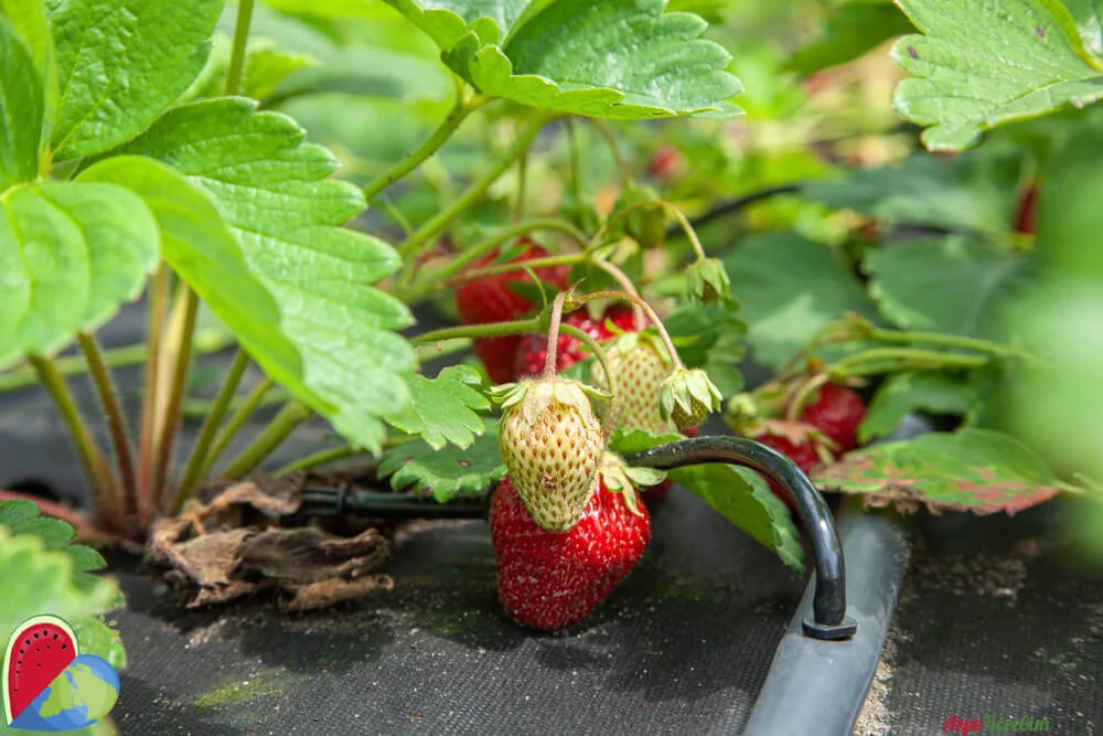 Капельный полив клубники 🍓 Сборка системы - АгроВсесвіт