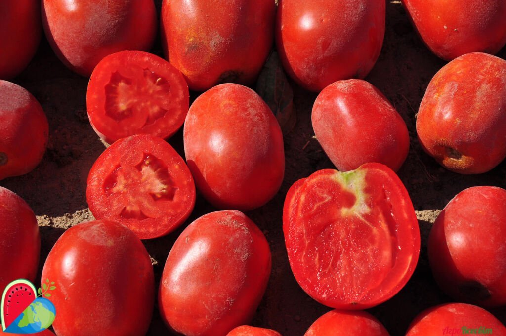 Капельный полив для томатов
