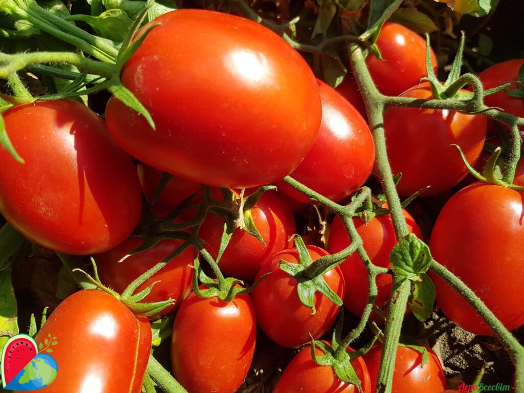 Капельный полив томатов