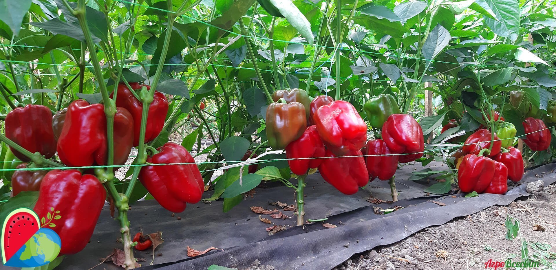 Капельный полив перца 🌶️ Норма полива | Подкормка - АгроВсесвіт