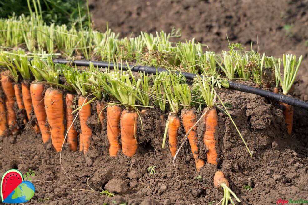 полив моркови