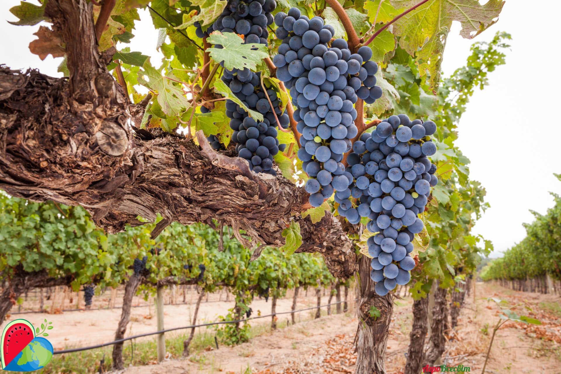 Что говорит наука о поливе виноградников