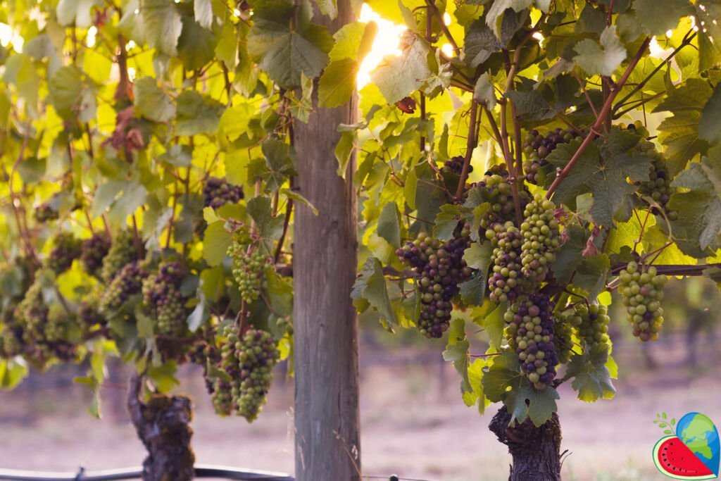 Капельный полив винограда
