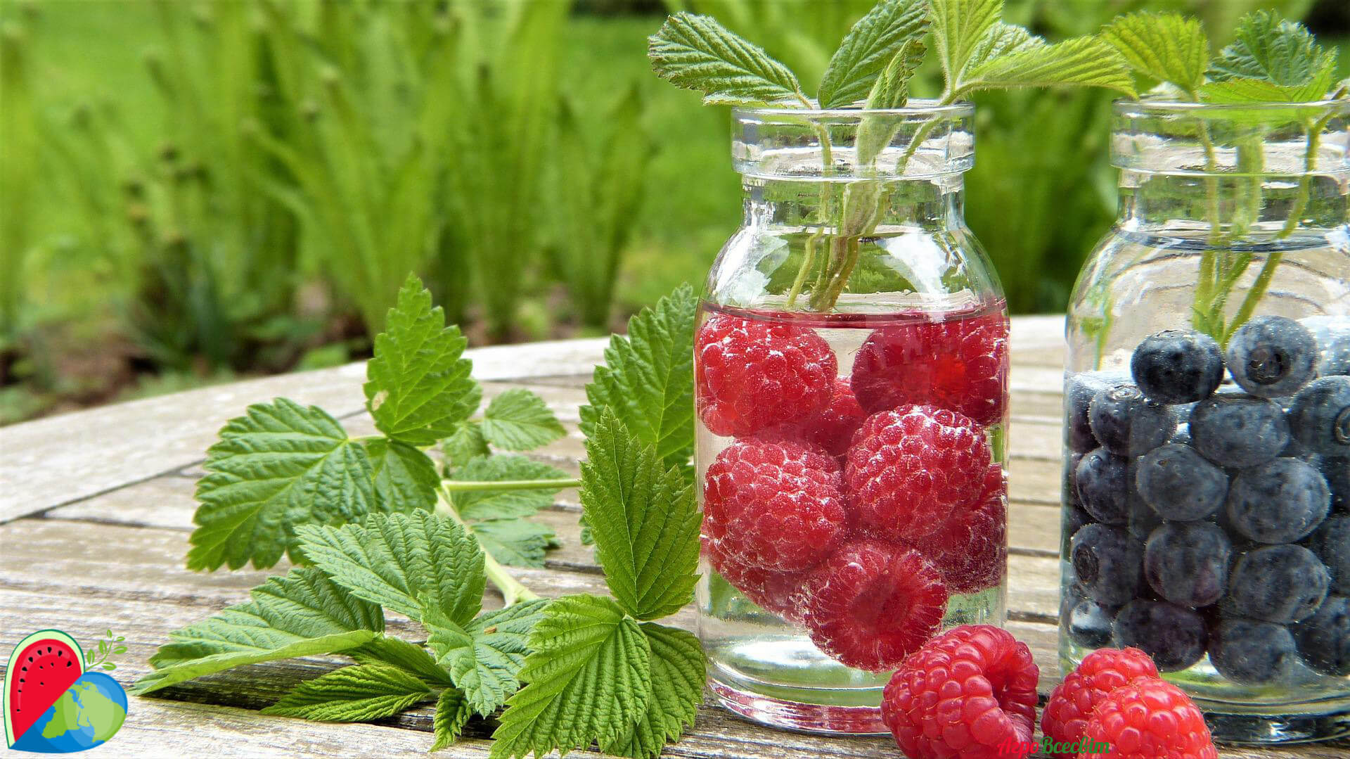 Капельный полив малины и голубики 🌱 - АгроВсесвіт