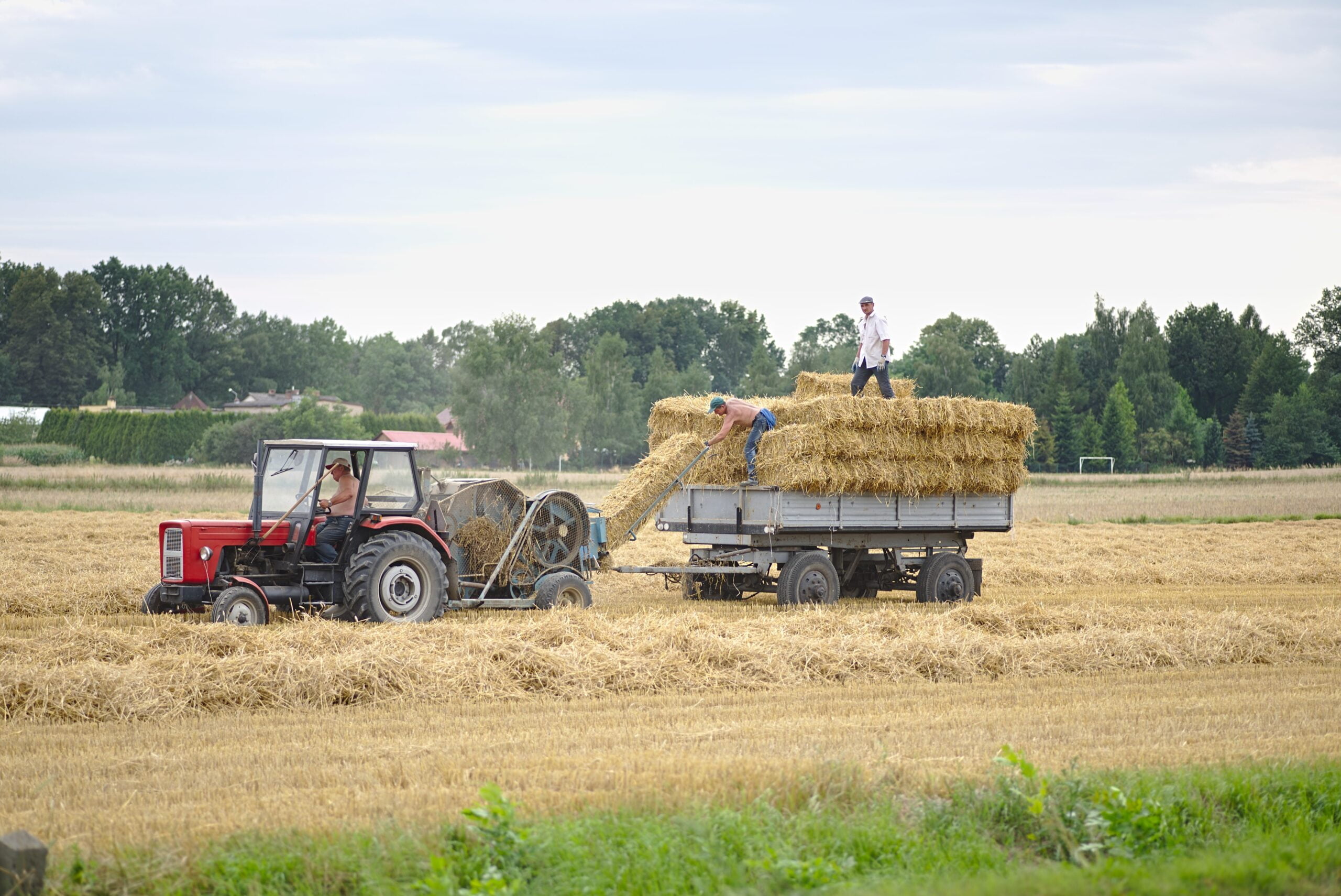 Harvest_time_(36319364146)