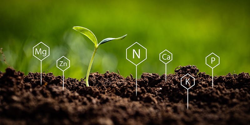 Nitrogen, phosphorus, potassium, zinc, magnesium and calcium chemical symbols next to fragile stem and two leaves of just emerged cucumber plant in a garden