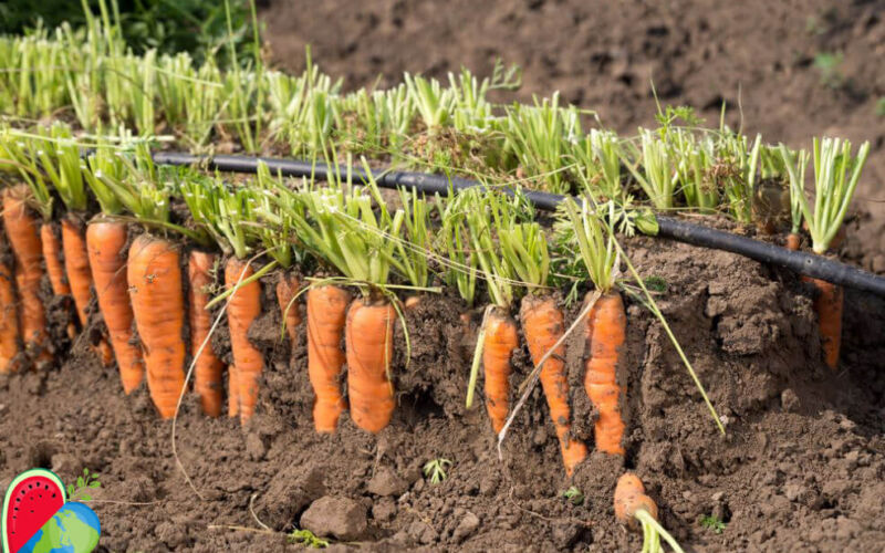 полив моркови