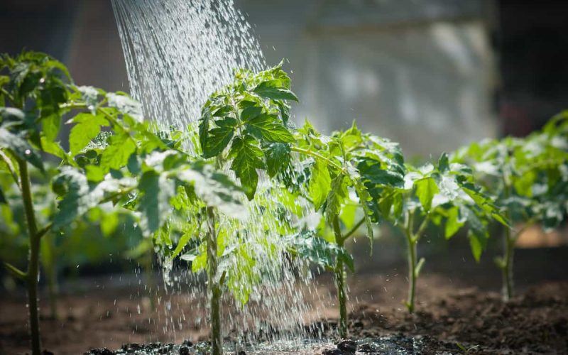 Chemical-Free-Gardening