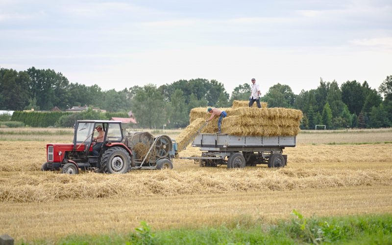 Harvest_time_(36319364146)