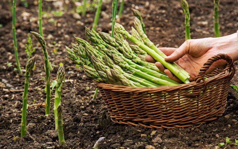 Asparagus. Fresh Asparagus. Green Asparagus. Picking asparagus to the basket.