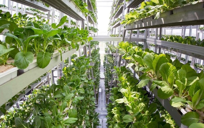Vert_farm1-26938 (1)