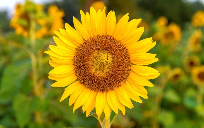 sunflower-natural-background-sunflower-blooming-spring (1)